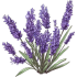 lavanda