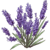 lavanda