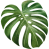 monstera