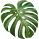 monstera