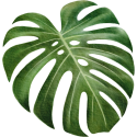 monstera