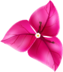 petali